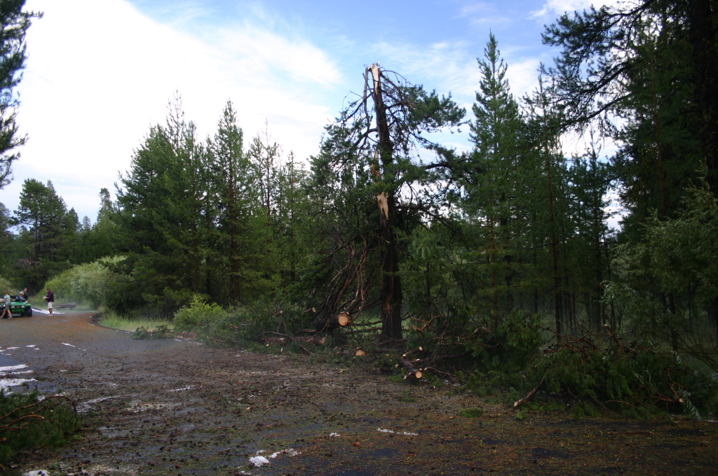 Tree Damage by Bridges